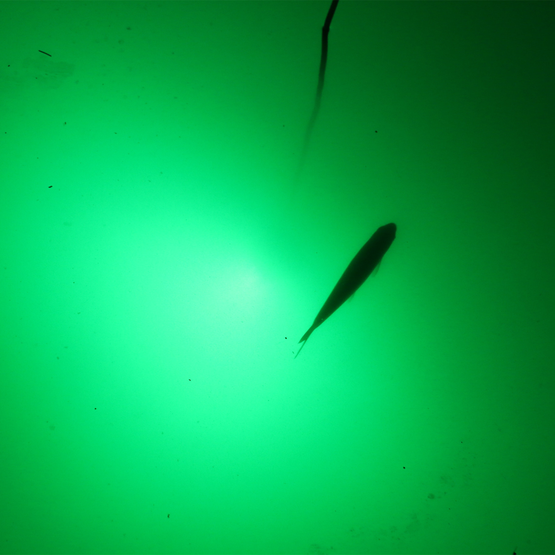 240W Squid Led Fishing Light